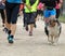dog and many runners during the footrace