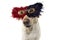 DOG MARDI GRAS FEATHER MASK. CLOSE-UP FUNNY LABRADOR WITH A PLUME CARNIVAL EYEMASK. ISOLATED SHOT AGAINST WHITE BACKGROUND