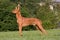 Dog in a meadow - Pharaoh Hound