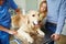 Dog on medical table