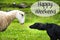 Dog Meets Sheep, Text Happy Weekend