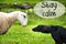 Dog Meets Sheep, Text Stay Calm