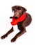 Dog with merry christmas scarf