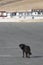 Dog in the middle of the road in Tibet