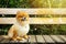 Dog mini brown orange Pomeranian sitting on a wooden chair.