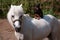 Dog miniature pincher sits on the back of a white pony