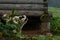 A dog of mixed breeds guarding a wooden house.