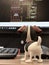 Dog model watching display blur background