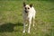 Dog mongrel stands on green grass