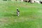 Dog mongrel stands on green grass