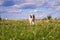 A dog mongrel walks in a meadow