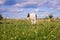 A dog mongrel walks in a meadow