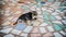 Dog on mosaic floor