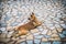 Dog on mosaic floor