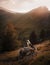 Dog on the mountain at sunset. Travelling with a pet. Australian shepherd in nature