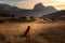 Dog in the mountains. Nova Scotia Duck Tolling Retriever on the background of rocks at sunset. . Hiking with a pet