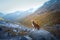 dog in the mountains. Nova Scotia Duck Tolling Retriever on peak of rocks at sunset. . Hiking with a pet