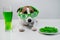 Dog with a mug of green beer and glazed nuts in funny glasses on a white background. Jack russell terrier celebrates