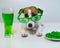 Dog with a mug of green beer and glazed nuts in funny glasses on a white background. Jack russell terrier celebrates