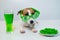 Dog with a mug of green beer and glazed nuts in funny glasses on a white background. Jack russell terrier celebrates st