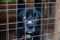 Dog with multicolored eyes in a cage