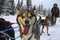 Dog mushing in Fairbanks, Alaska, USA