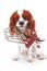 Dog with muzzle. Avoid bite snapper dogs. Cavalier king charles spaniel dog photo. Beautiful cute cavalier puppy dog on