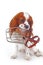 Dog with muzzle. Avoid bite snapper dogs. Cavalier king charles spaniel dog photo. Beautiful cute cavalier puppy dog on