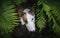 A dog in a mysterious forest