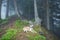 Dog in a mystical foggy forest.