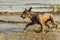 Dog naked Mexican xoloitzcuintli playing with a tennis ball on a sandy beach among sea waves in the summer