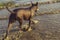 Dog naked Mexican xoloitzcuintli playing with a tennis ball on a sandy beach among sea waves in the summer