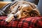 a dog napping on a cozy pet bed