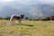 Dog and nature