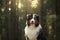 dog in nature. Beautiful forest, light, sunset. Australian Shepherd in the background landscape