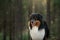 dog in nature. Beautiful forest, light, sunset. Australian Shepherd in the background landscape