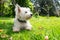 Dog in nature: west highland terrier westie on grass with leaves