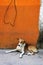 Dog near colorful wall in Mexican village