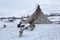 Dog near nenets reindeer herders choom