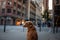 Dog near the skyscrapers in the city. Pet at business centers. in Frankfurt am Main. Nova Scotia Retriever, Toller