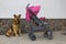 Dog near the stroller,German shepherd guarding an empty stroller near the house