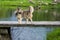 Dog near water standing on wooden bridge