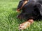 Dog Nestled in Grass