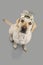 DOG NEW YEAR. LABRADOR RETRIEVER PUPPY CELEBRATING A HOLIDAYS PARTY WITH GOLDEN DIADEM TEXT. HIGH ANGLE VIEW. STUDIO SHOT AGAINST