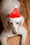 A dog in a New Year`s hat looks at the camera. Large royal poodle. New year and the dog