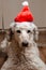 A dog in a New Year\'s hat looks at the camera. Large royal poodle. New year and the dog