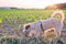 Dog nibbling at a corn field at sunset against the sun