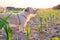 Dog nibbling at a corn field at sunset against the sun