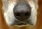 Dog nose closeup