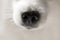 Dog nose extreme close-up. Macro shot of cute white japanese spitz dog. Selective focus on nose texture